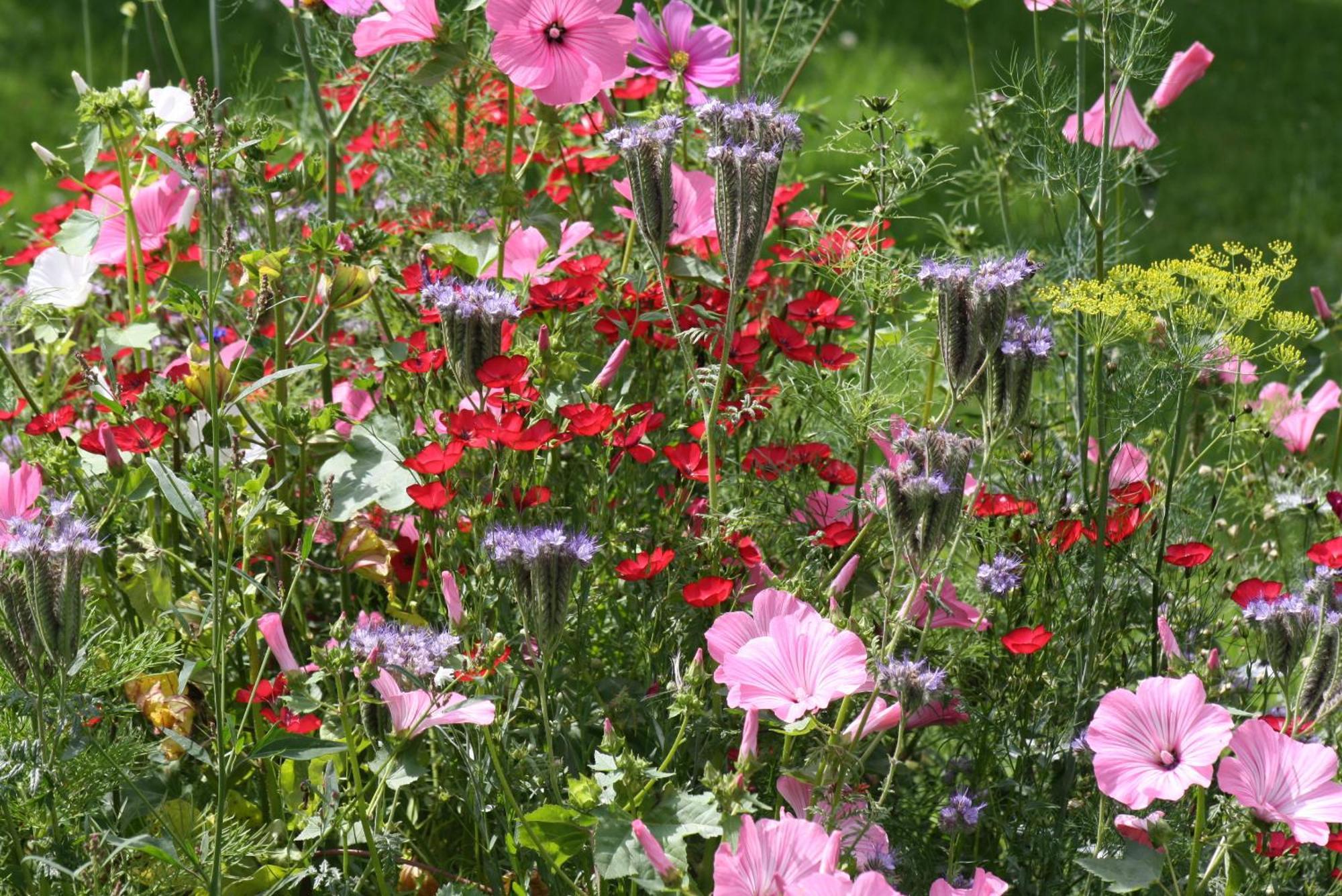 Bed and Breakfast Les Mout'Anes Saint-Hilaire-sur-Helpe Екстер'єр фото